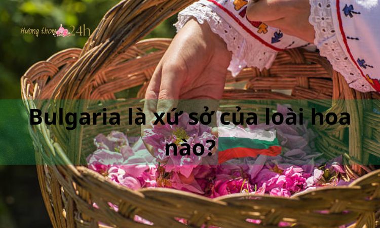 Bulgaria là xứ sở của loài hoa nào?