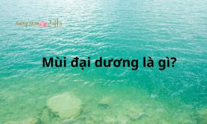 Mùi đại dương là gì?