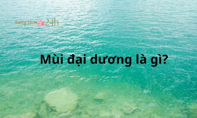 Mùi đại dương là gì?