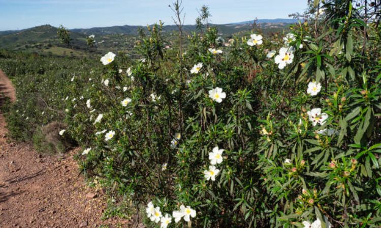 Đặc điểm nổi bật của Labdanum